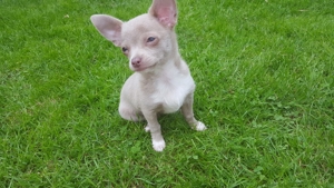 Deckrüde Chihuahua Bild 8