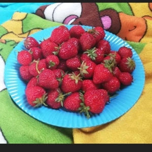 10 x OmasBio Erdbeerpflanzen AlteSorte supi lecker extrem robust Bild 2