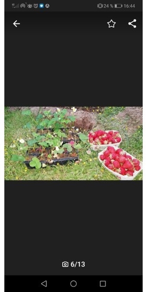 10 x OmasBio Erdbeerpflanzen AlteSorte supi lecker extrem robust Bild 4