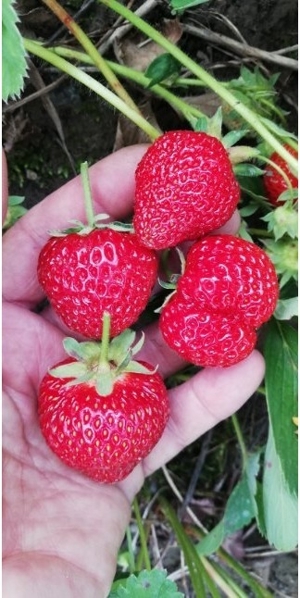10 x OmasBio Erdbeerpflanzen AlteSorte supi lecker extrem robust Bild 1
