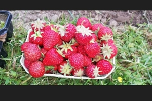 10 x OmasBio Erdbeerpflanzen AlteSorte supi lecker extrem robust Bild 3