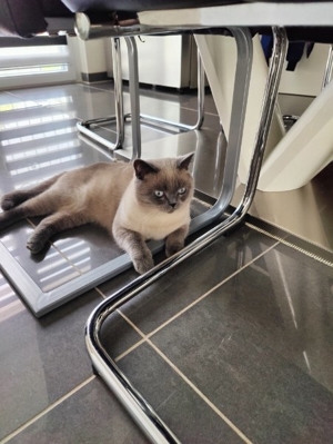 BKH Blue Point  Deckkater Bild 2