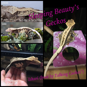 1.0 "Multiverse of Madness" Crested Gecko   Kronengecko Bild 2