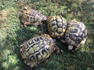 Griechische Landschildkröten t.h.b. Zuchtgruppe 1.3