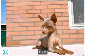 Deckrüde. Mini Toy Terrier 1.700 gr.  Bild 3