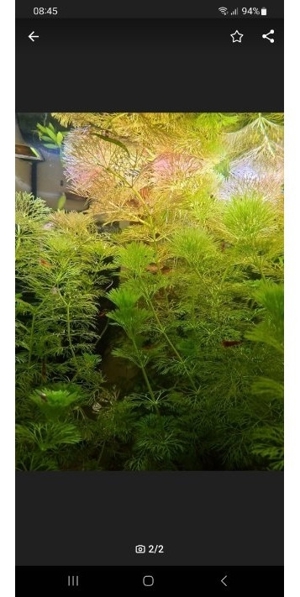 Aquarium Pflanzen, Wasserpflanzen, kleiner Sumpffreund Lymnophila sessiflora abzugeben Bild 1