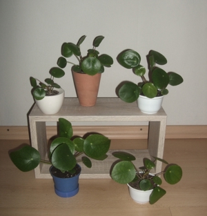 Ufopflanze Pilea peperomioides, Glückstaler Bauchnabelpflanze Bild 1