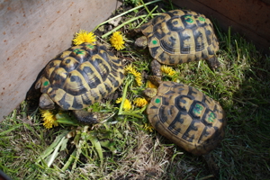 Zuchtgruppe Griechische Landschildkröten thb (grün)