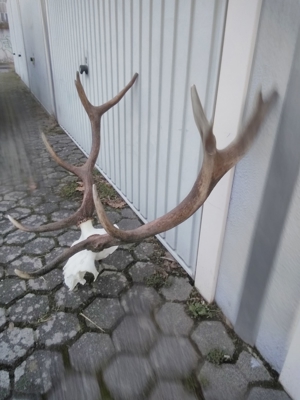 Hirschgeweih 8 Ender 35 EUR  Bild 2
