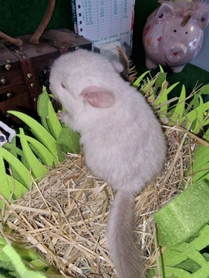 "ZUCHTAUFGABE"Diese kleinen Plüschbomben suchen noch neuen Anschluss Bild 7