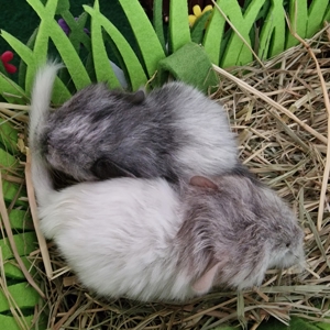 "ZUCHTAUFGABE"Diese kleinen Plüschbomben suchen noch neuen Anschluss Bild 3