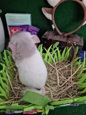 "ZUCHTAUFGABE"Diese kleinen Plüschbomben suchen noch neuen Anschluss Bild 8