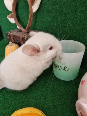 "ZUCHTAUFGABE"Diese kleinen Plüschbomben suchen noch neuen Anschluss Bild 4