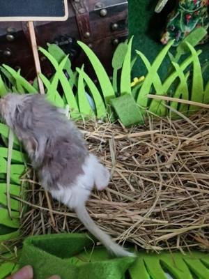 "ZUCHTAUFGABE"Diese kleinen Plüschbomben suchen noch neuen Anschluss Bild 5