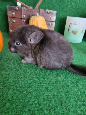 "ZUCHTAUFGABE"Diese kleinen Plüschbomben suchen noch neuen Anschluss Bild 2