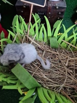 "ZUCHTAUFGABE"Diese kleinen Plüschbomben suchen noch neuen Anschluss Bild 6