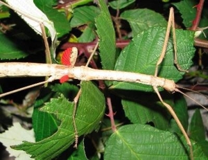 Nymphen der rot geflügelten Stabschrecke je 1,50 Bild 1