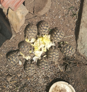 Griechische Landschildkröten zu verkaufen