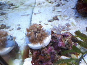 Erythropodium caribaeorum Meerwasser Koralle Bild 6