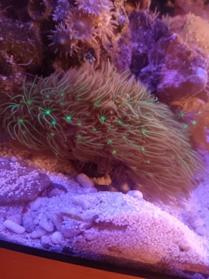 Erythropodium caribaeorum Meerwasser Koralle Bild 2