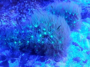 Erythropodium caribaeorum Meerwasser Koralle Bild 3