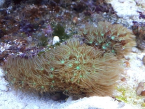 Erythropodium caribaeorum Meerwasser Koralle Bild 1