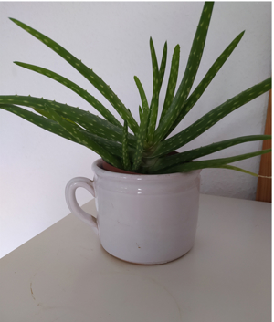 Aloe Vera Pflanzen Barbadensis sweet Miller, komplett essbar