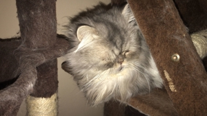 Deckkater Perser Silver Shaded Bild 2