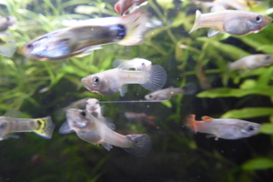Fische Guppy Guppies - viele schöne Männchen / Weibchen 0,50 EUR Bild 4