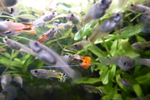 Fische Guppy Guppies - viele schöne Männchen / Weibchen 0,50 EUR Bild 5