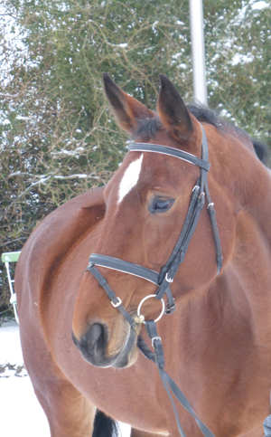Reitunterricht auf erfahrener und gut ausgebildeter Warmblutstute - auch für Anfänger geeignet Bild 3