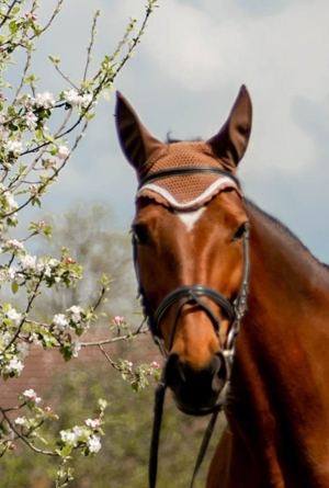 Reitunterricht auf erfahrener und gut ausgebildeter Warmblutstute - auch für Anfänger geeignet Bild 2