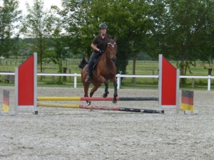 Reitunterricht auf erfahrener und gut ausgebildeter Warmblutstute - auch für Anfänger geeignet Bild 12