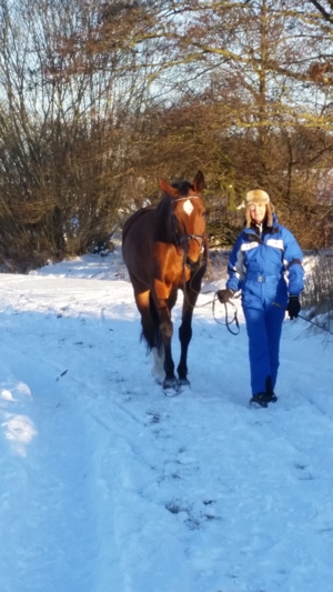 Reitunterricht auf erfahrener und gut ausgebildeter Warmblutstute - auch für Anfänger geeignet Bild 6