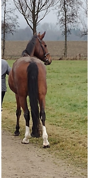 Reitunterricht auf erfahrener und gut ausgebildeter Warmblutstute - auch für Anfänger geeignet Bild 9