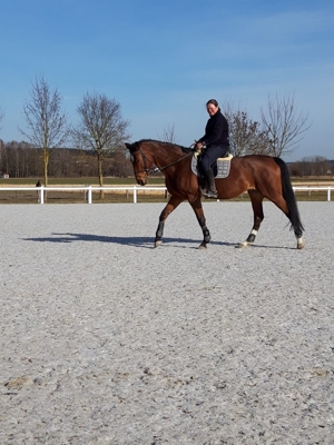 Reitunterricht auf erfahrener und gut ausgebildeter Warmblutstute - auch für Anfänger geeignet Bild 7