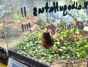 Sternenhimmel Riedfrosch Heterixalus alboguttatus Bild 2
