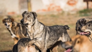 lieber, kastrierter Pelos, 4 Jahre, im rumänischen Tierheim, sucht rettende Menschen wo er aufgenomm Bild 7