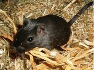 Junge Wüstenrennmäuse in verschiedenen Farben abzugeben Bild 3