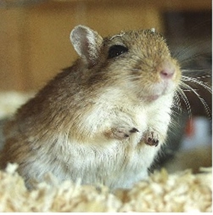 Junge Wüstenrennmäuse in verschiedenen Farben abzugeben Bild 2