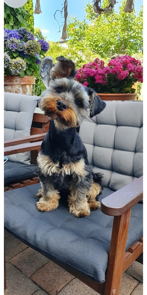 Deckrüde Yorkshire Terrier