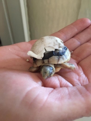 Griechische- und Breitrand-Schildkröten zu verkaufen Bild 8