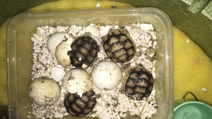 Griechische- und Breitrand-Schildkröten zu verkaufen Bild 7