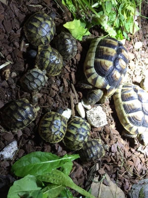Griechische- und Breitrand-Schildkröten zu verkaufen Bild 3