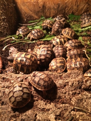 Griechische- und Breitrand-Schildkröten zu verkaufen Bild 1