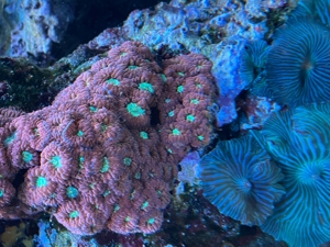 Blastomussa merleti   LPS Koralle   Meerwasser   Mössingen Bild 2