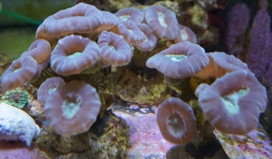 Caulastrea Connata LPS Koralle   Meerwasser   Mössingen Bild 1