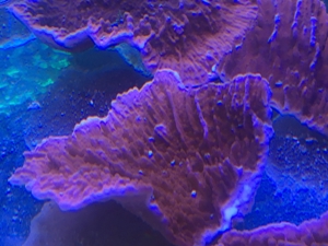 Montipora Hodgsoni rot Koralle   Meerwasser   Mössingen Bild 2