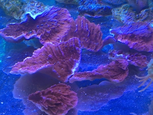 Montipora Hodgsoni rot Koralle   Meerwasser   Mössingen