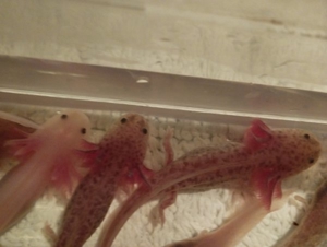 Axolotl Copper und Weißlinge  Bild 1